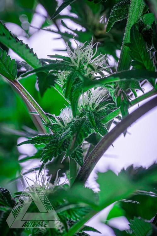 IZI SEEDS - Grandpa Zombie genetics femB. Week 12