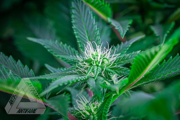 IZI SEEDS - Grandpa Zombie genetics femR. Week 12