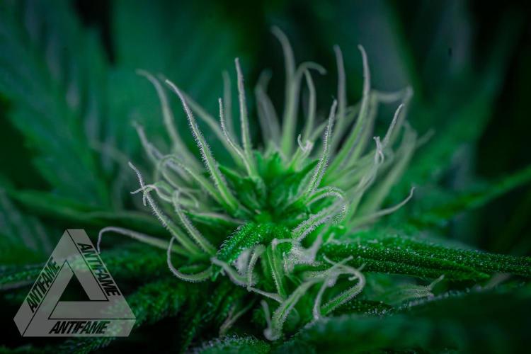 IZI SEEDS - Grandpa Zombie genetics femR. Week 12