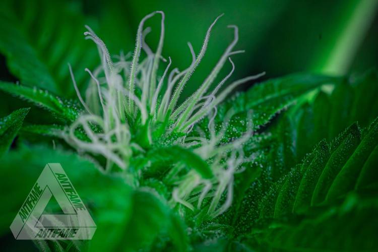IZI SEEDS - Grandpa Zombie genetics femB. Week 12