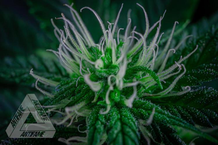 IZI SEEDS - Grandpa Zombie genetics femR. Week 12