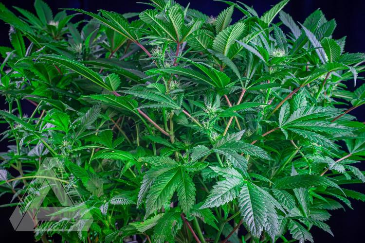 IZI SEEDS - Grandpa Zombie genetics femR. Week 12