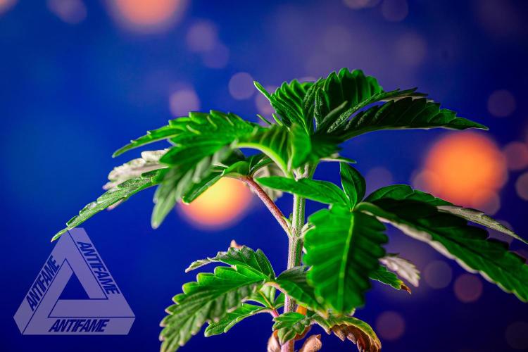 ZAMNESIA - Sticky Broccoli - EGC 2026 W. Week 4