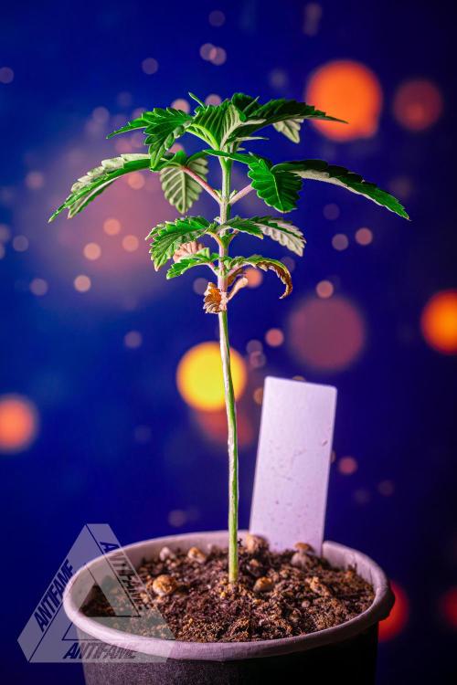 ZAMNESIA - Sticky Broccoli - EGC 2026 W. Week 4