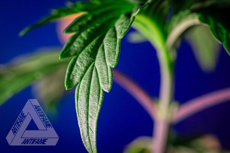 ZAMNESIA - Sticky Broccoli - EGC 2026 B. Week 4