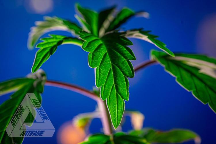 ZAMNESIA - Sticky Broccoli - EGC 2026 B. Week 4