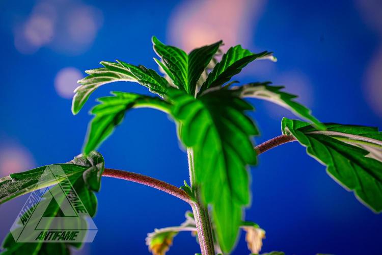 ZAMNESIA - Sticky Broccoli - EGC 2026 B. Week 4