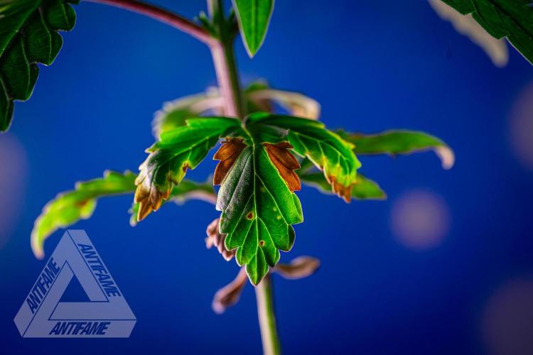 ZAMNESIA - Sticky Broccoli - EGC 2026 B. Week 4