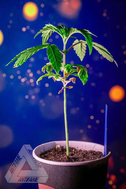 ZAMNESIA - Sticky Broccoli - EGC 2026 B. Week 4