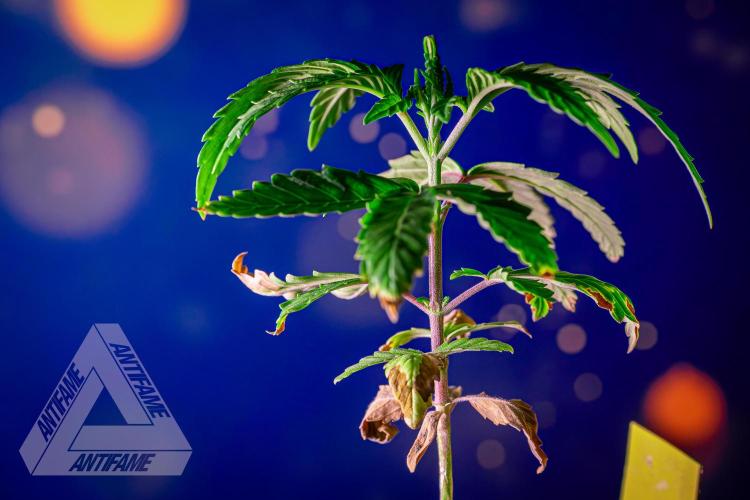 ZAMNESIA - Sticky Broccoli - EGC 2026 Y. Week 4