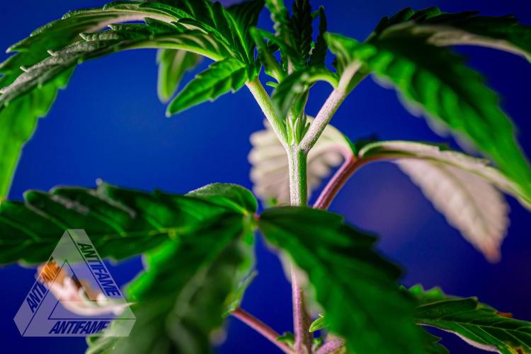 ZAMNESIA - Sticky Broccoli - EGC 2026 Y. Week 4