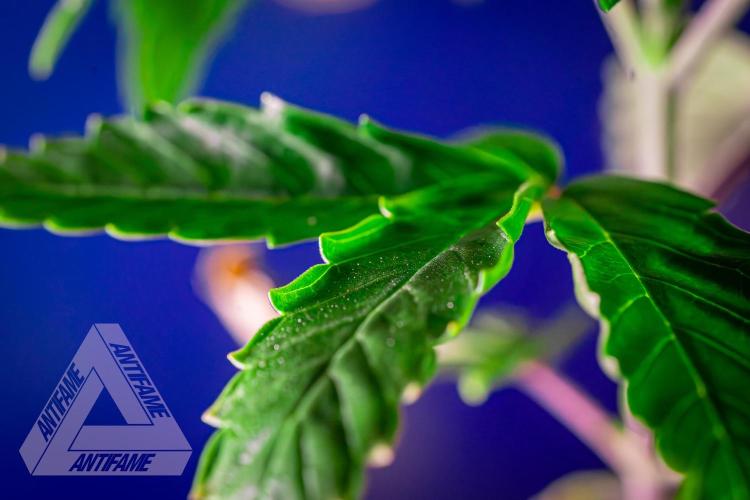 ZAMNESIA - Sticky Broccoli - EGC 2026 Y. Week 4