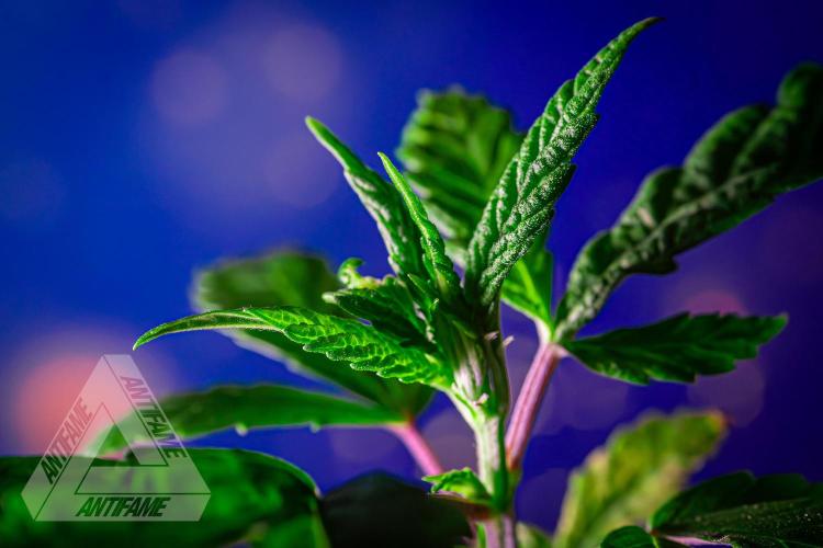 ZAMNESIA - Sticky Broccoli - EGC 2026 R. Week 4