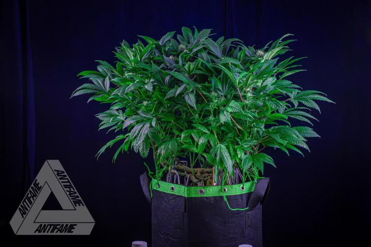 IZI SEEDS - Grandpa Zombie genetics femR. Week 13