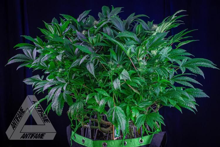 IZI SEEDS - Grandpa Zombie genetics femR. Week 13