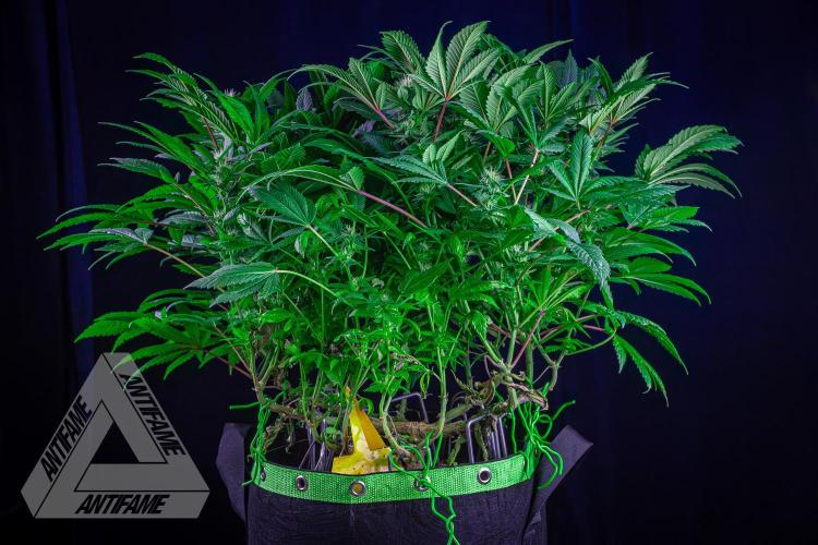 IZI SEEDS - Grandpa Zombie genetics femR. Week 13
