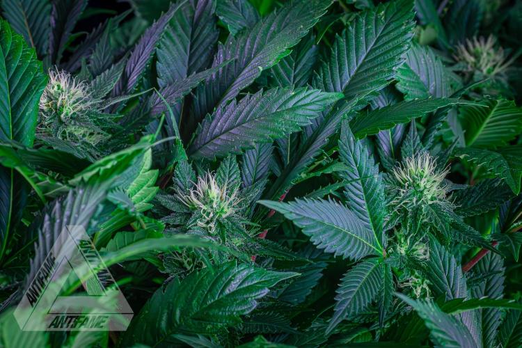 IZI SEEDS - Grandpa Zombie genetics femR. Week 13