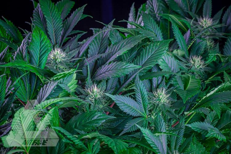 IZI SEEDS - Grandpa Zombie genetics femR. Week 13