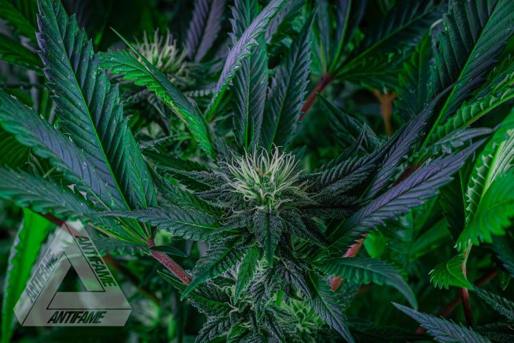 IZI SEEDS - Grandpa Zombie genetics femR. Week 13