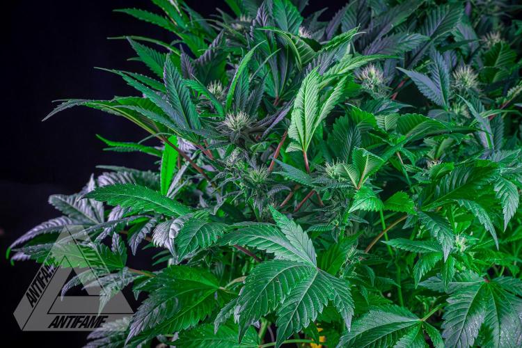 IZI SEEDS - Grandpa Zombie genetics femR. Week 13