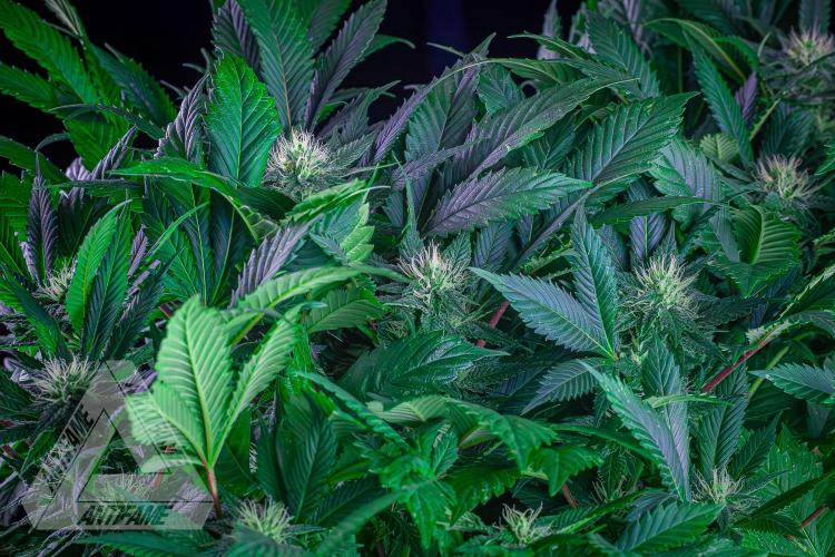 IZI SEEDS - Grandpa Zombie genetics femR. Week 13