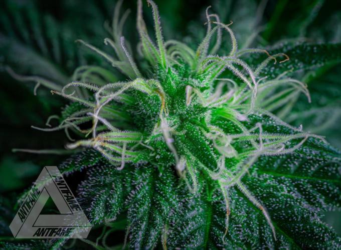 IZI SEEDS - Grandpa Zombie genetics femR. Week 13