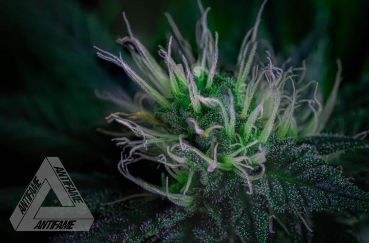IZI SEEDS - Grandpa Zombie genetics femR. Week 13