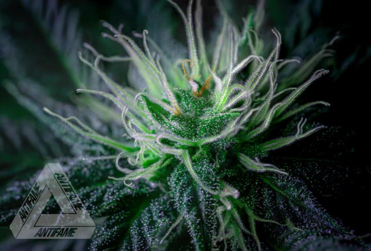 IZI SEEDS - Grandpa Zombie genetics femR. Week 13