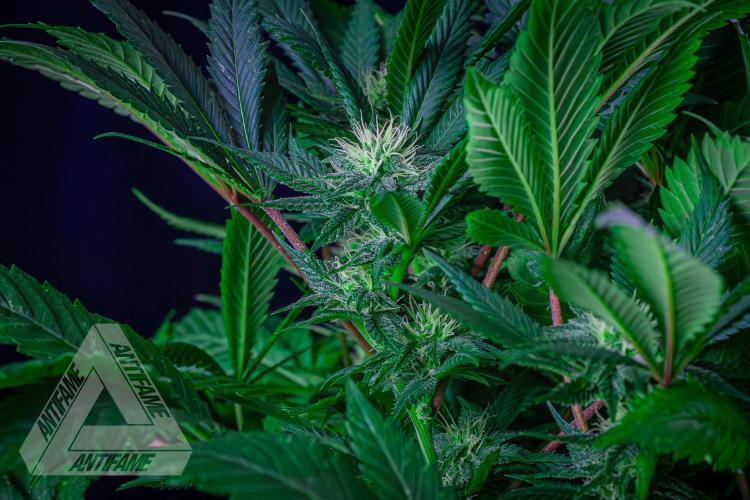 IZI SEEDS - Grandpa Zombie genetics femR. Week 13