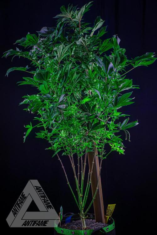 IZI SEEDS - Grandpa Zombie genetics femB. Week 13