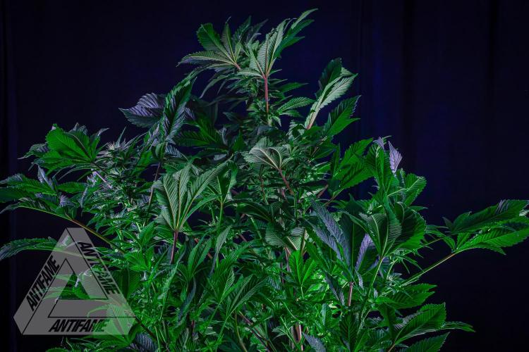 IZI SEEDS - Grandpa Zombie genetics femB. Week 13