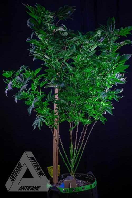 IZI SEEDS - Grandpa Zombie genetics femB. Week 13