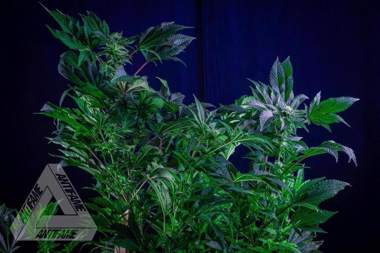 IZI SEEDS - Grandpa Zombie genetics femB. Week 13