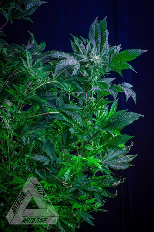 IZI SEEDS - Grandpa Zombie genetics femB. Week 13