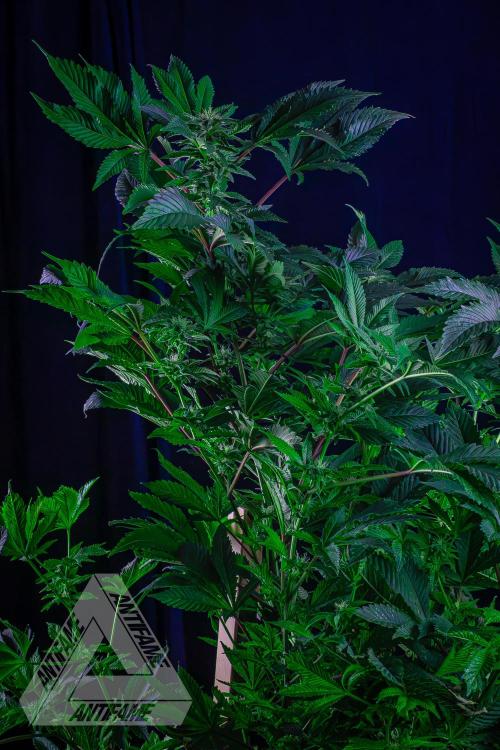 IZI SEEDS - Grandpa Zombie genetics femB. Week 13