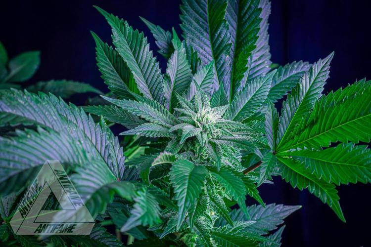 IZI SEEDS - Grandpa Zombie genetics femB. Week 13