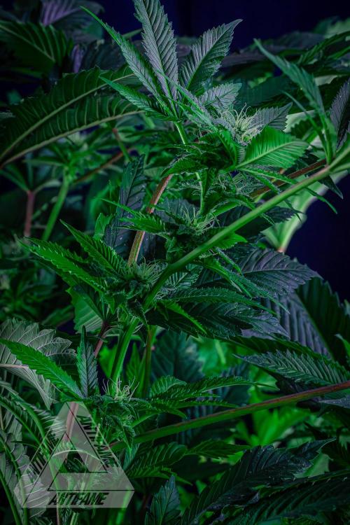IZI SEEDS - Grandpa Zombie genetics femB. Week 13