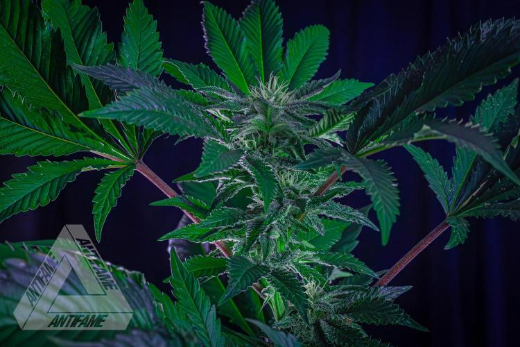 IZI SEEDS - Grandpa Zombie genetics femB. Week 13