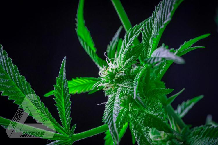 IZI SEEDS - Grandpa Zombie genetics femB. Week 13