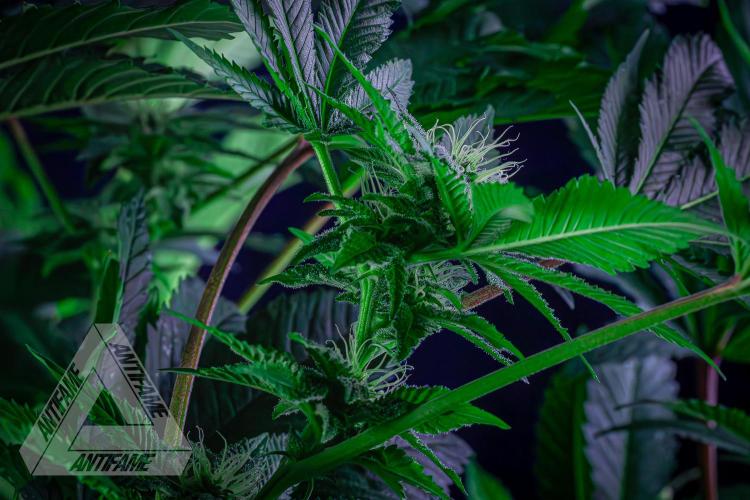 IZI SEEDS - Grandpa Zombie genetics femB. Week 13