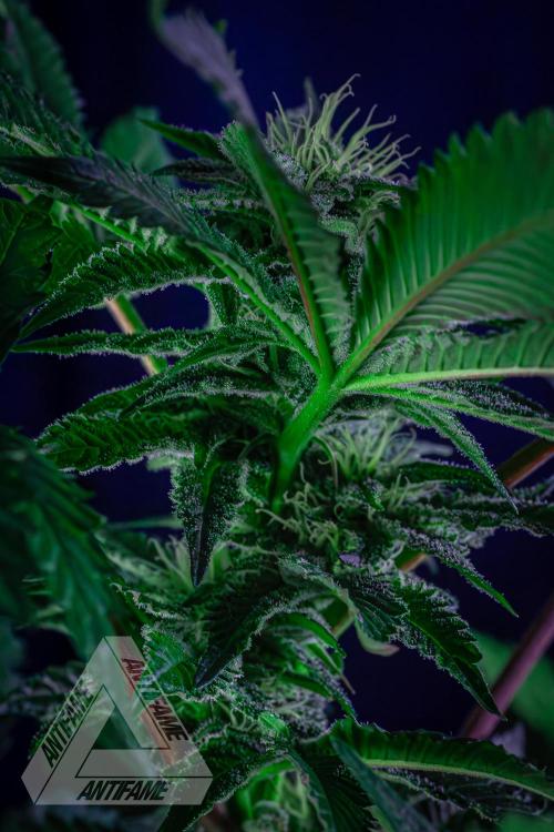 IZI SEEDS - Grandpa Zombie genetics femB. Week 13