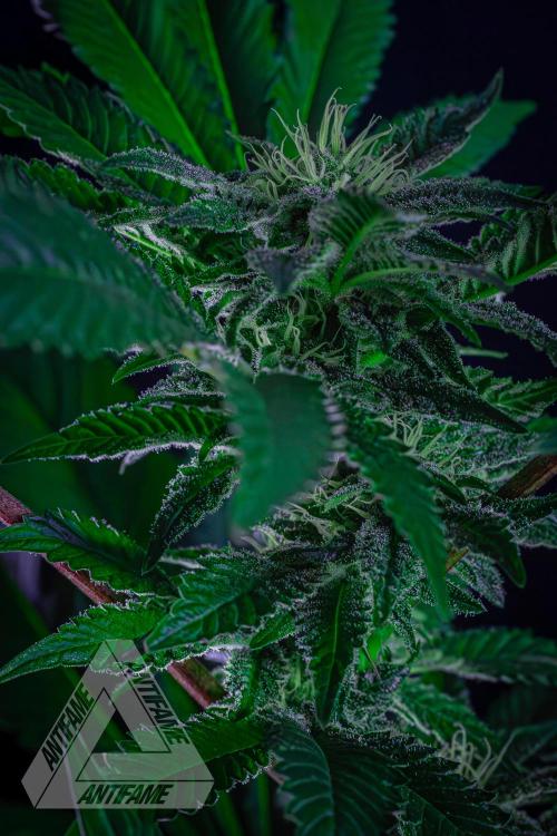 IZI SEEDS - Grandpa Zombie genetics femB. Week 13