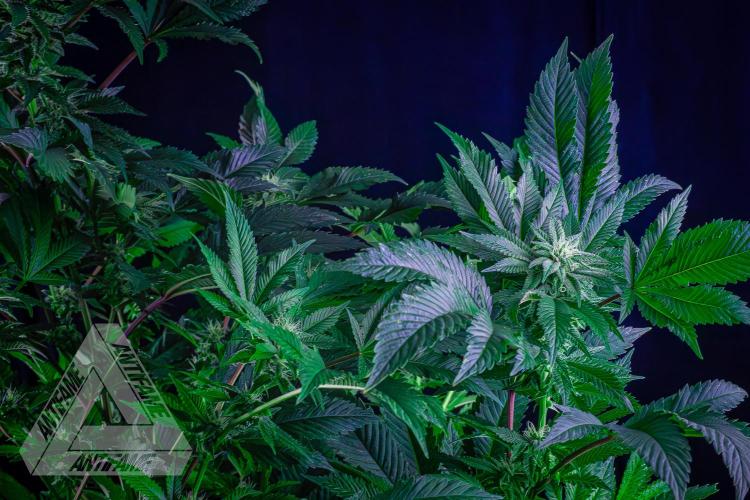 IZI SEEDS - Grandpa Zombie genetics femB. Week 13