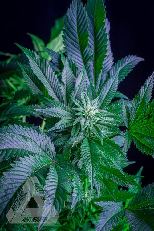 IZI SEEDS - Grandpa Zombie genetics femB. Week 13