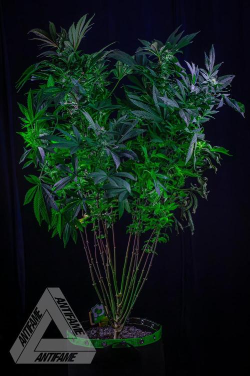 IZI SEEDS - Grandpa Zombie Genetics FemY. Week 13