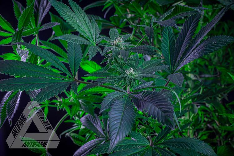 IZI SEEDS - Grandpa Zombie Genetics FemY. Week 13