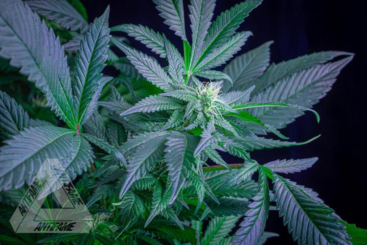 IZI SEEDS - Grandpa Zombie Genetics FemY. Week 13