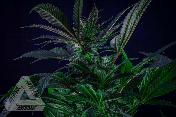 IZI SEEDS - Grandpa Zombie Genetics FemY. Week 13
