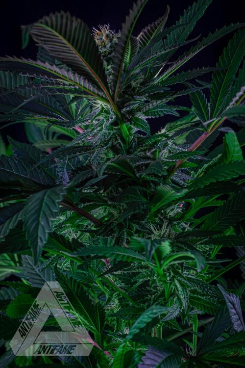 IZI SEEDS - Grandpa Zombie Genetics FemY. Week 13
