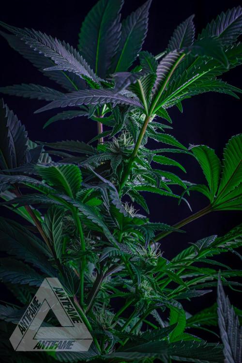 IZI SEEDS - Grandpa Zombie Genetics FemY. Week 13